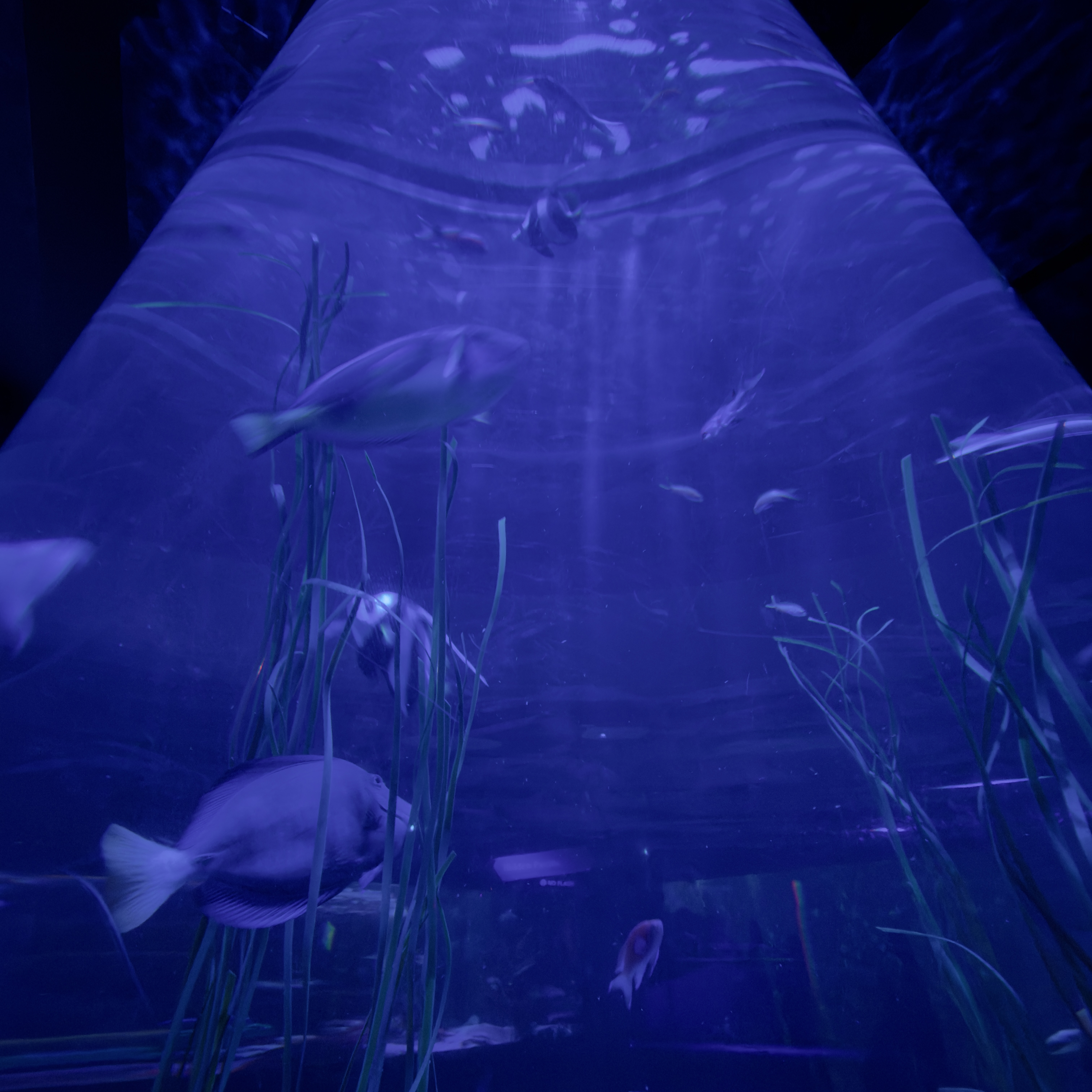 aquarium