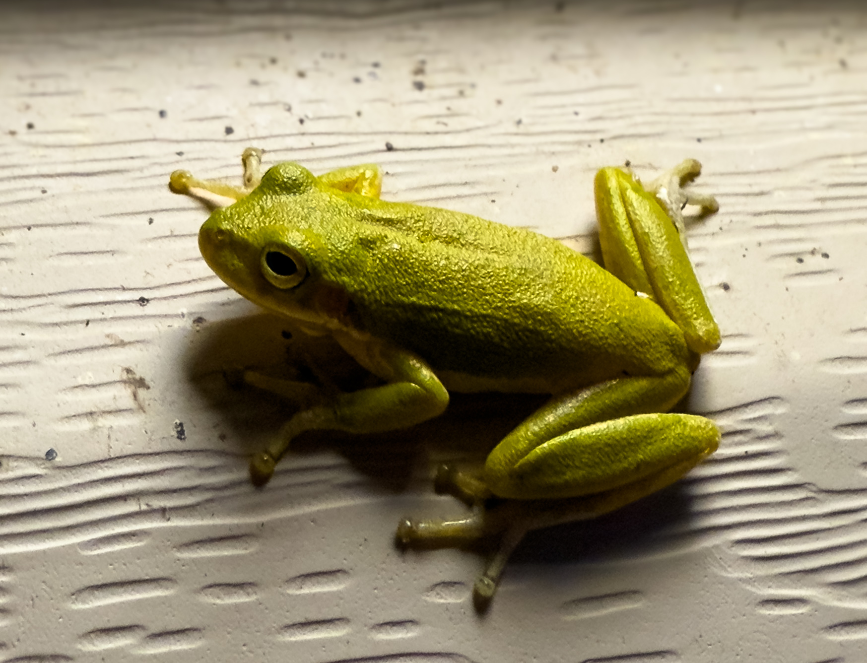frog 1