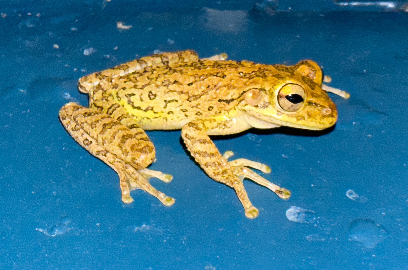 frog 2
