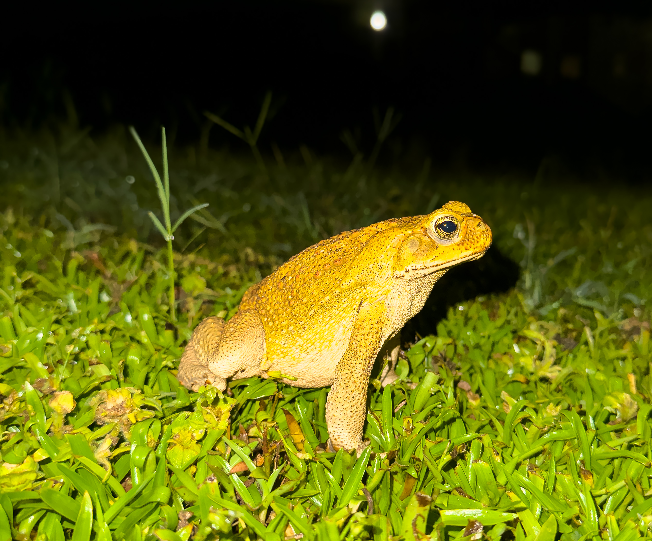 toad 1