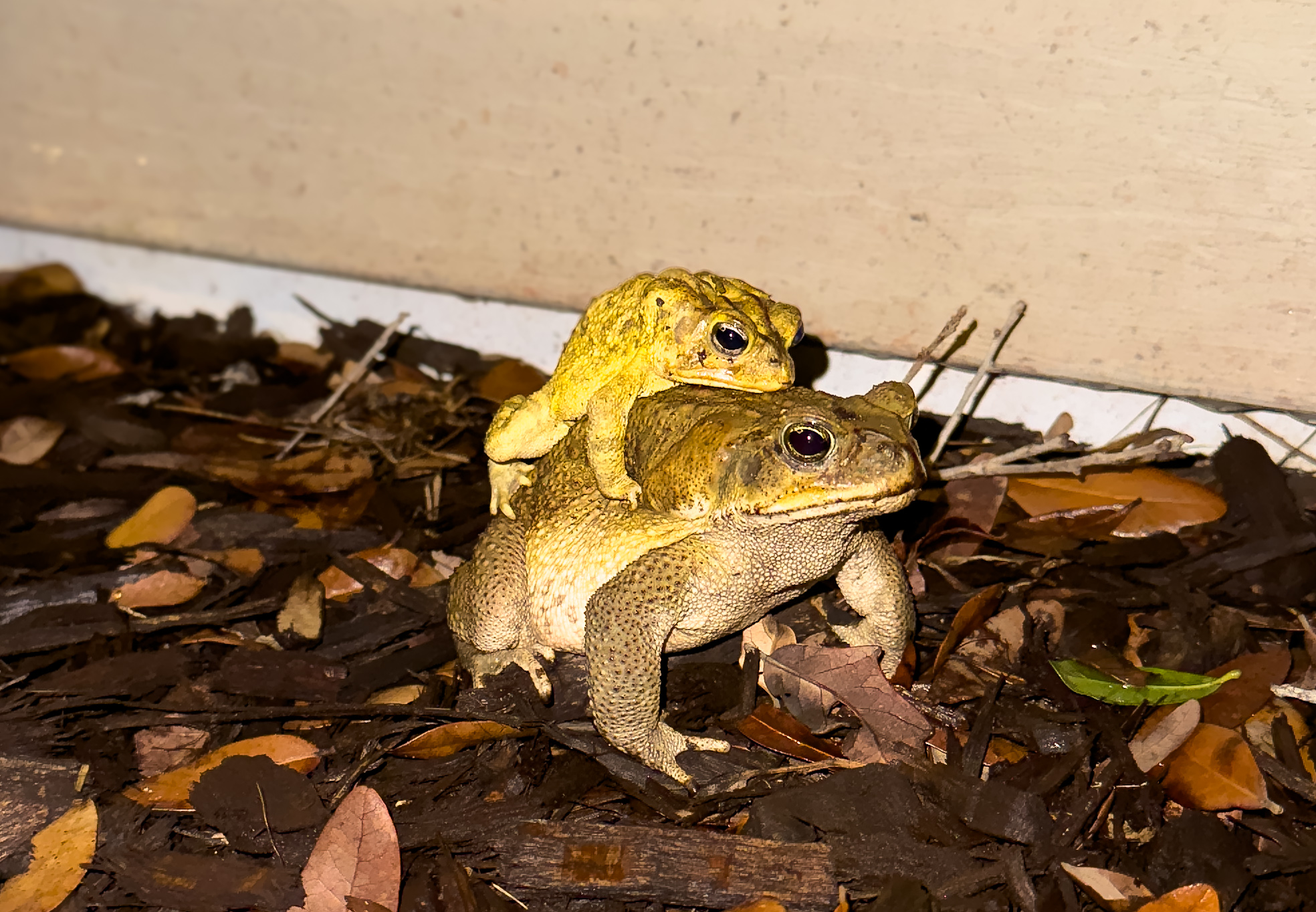 toad 2
