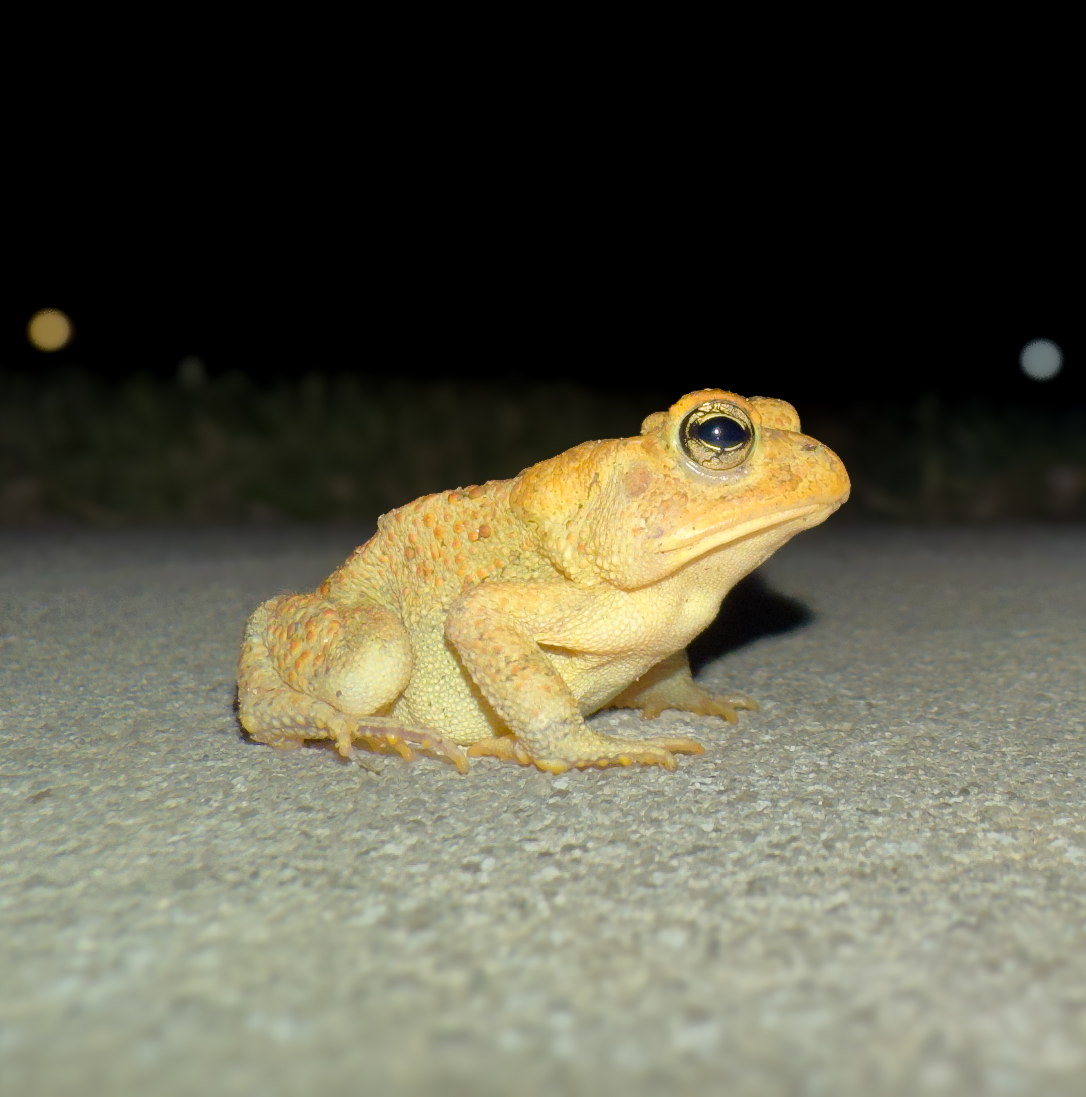 toad 3